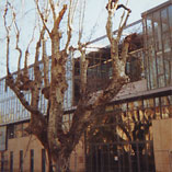 Élagage taille d'arbres arbustes à Fontvieille 13 PACA Le jardin des Alpilles