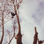 Élagage taille d'arbres arbustes à Fontvieille 13 PACA Le jardin des Alpilles