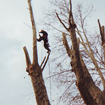Élagage taille d'arbres arbustes à Fontvieille 13 PACA Le jardin des Alpilles